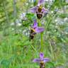 Fotografia 10 da espécie Ophrys scolopax do Jardim Botânico UTAD