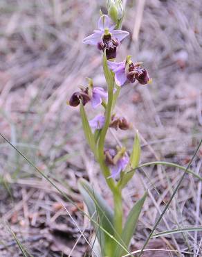 Fotografia 11 da espécie Ophrys scolopax no Jardim Botânico UTAD