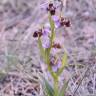 Fotografia 11 da espécie Ophrys scolopax do Jardim Botânico UTAD