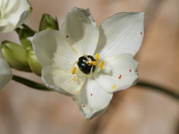 Fotografia da espécie Ornithogalum arabicum