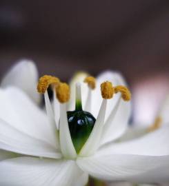 Fotografia da espécie Ornithogalum arabicum