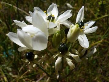 Fotografia da espécie Ornithogalum arabicum