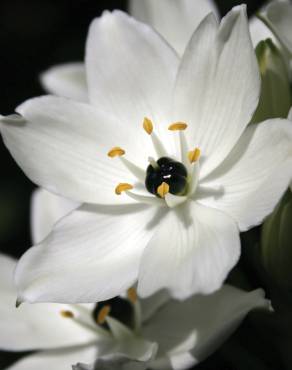 Fotografia 1 da espécie Ornithogalum arabicum no Jardim Botânico UTAD