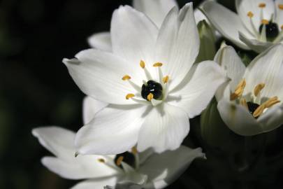 Fotografia da espécie Ornithogalum arabicum
