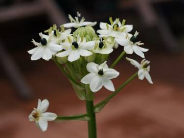Fotografia da espécie Ornithogalum arabicum