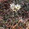 Fotografia 6 da espécie Ornithogalum arabicum do Jardim Botânico UTAD