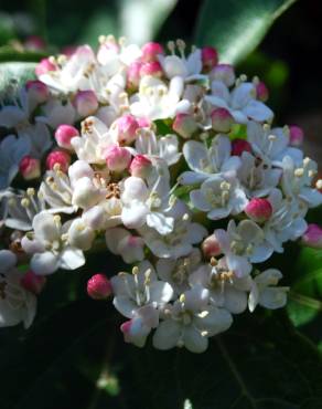 Fotografia 3 da espécie Viburnum tinus subesp. tinus no Jardim Botânico UTAD