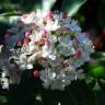 Fotografia 3 da espécie Viburnum tinus subesp. tinus do Jardim Botânico UTAD