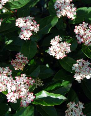 Fotografia 4 da espécie Viburnum tinus subesp. tinus no Jardim Botânico UTAD