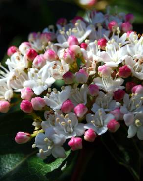 Fotografia 5 da espécie Viburnum tinus subesp. tinus no Jardim Botânico UTAD