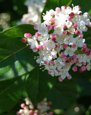 Fotografia 1 da espécie Viburnum tinus subesp. tinus no Jardim Botânico UTAD