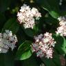 Fotografia 6 da espécie Viburnum tinus subesp. tinus do Jardim Botânico UTAD