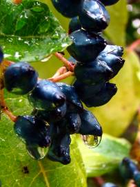 Fotografia da espécie Viburnum tinus subesp. tinus