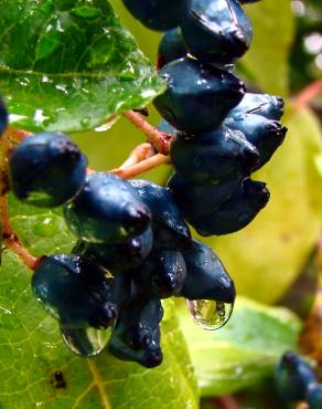 Fotografia 7 da espécie Viburnum tinus subesp. tinus no Jardim Botânico UTAD