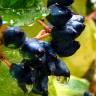 Fotografia 7 da espécie Viburnum tinus subesp. tinus do Jardim Botânico UTAD