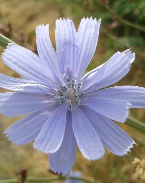 Fotografia 5 da espécie Cichorium intybus no Jardim Botânico UTAD