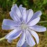 Fotografia 6 da espécie Cichorium intybus do Jardim Botânico UTAD