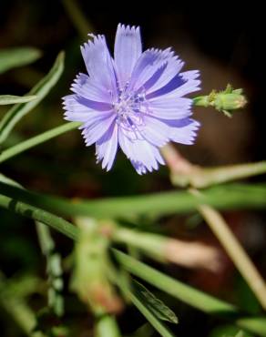 Fotografia 7 da espécie Cichorium intybus no Jardim Botânico UTAD