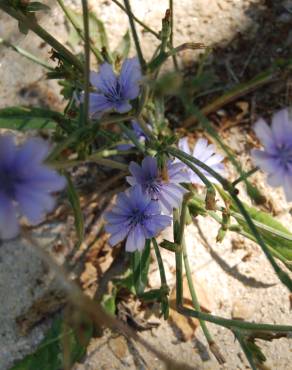 Fotografia 9 da espécie Cichorium intybus no Jardim Botânico UTAD