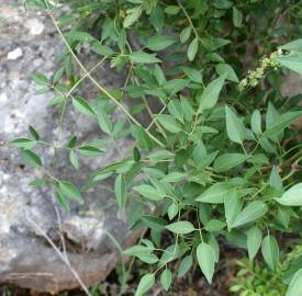 Fotografia da espécie Clematis flammula