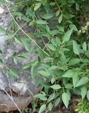 Fotografia 3 da espécie Clematis flammula no Jardim Botânico UTAD