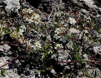 Fotografia da espécie Clematis flammula