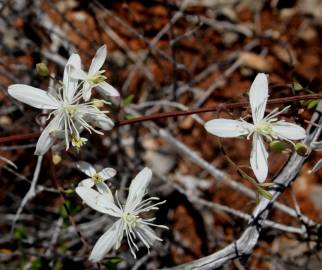 Fotografia da espécie Clematis flammula