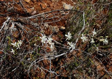 Fotografia da espécie Clematis flammula