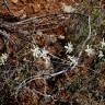 Fotografia 6 da espécie Clematis flammula do Jardim Botânico UTAD