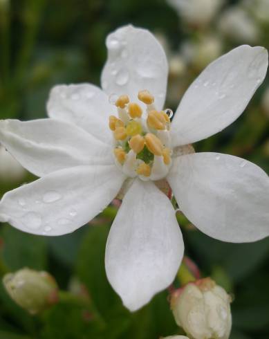 Fotografia de capa Choisya ternata - do Jardim Botânico