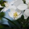 Fotografia 7 da espécie Choisya ternata do Jardim Botânico UTAD