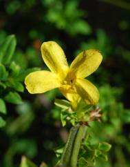 Jasminum nudiflorum