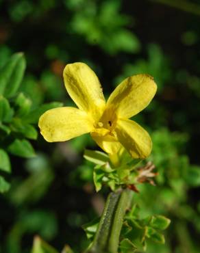 Fotografia 1 da espécie Jasminum nudiflorum no Jardim Botânico UTAD