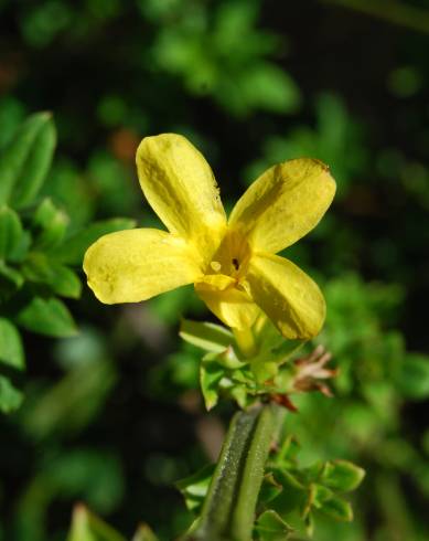 Fotografia de capa Jasminum nudiflorum - do Jardim Botânico