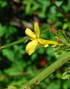 Fotografia 3 da espécie Jasminum nudiflorum no Jardim Botânico UTAD