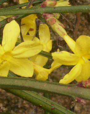 Fotografia 4 da espécie Jasminum nudiflorum no Jardim Botânico UTAD