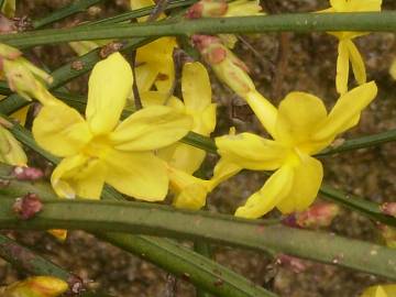 Fotografia da espécie Jasminum nudiflorum