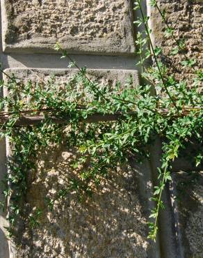 Fotografia 5 da espécie Jasminum nudiflorum no Jardim Botânico UTAD