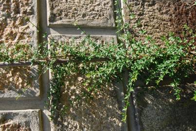 Fotografia da espécie Jasminum nudiflorum