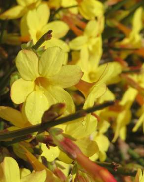 Fotografia 6 da espécie Jasminum nudiflorum no Jardim Botânico UTAD