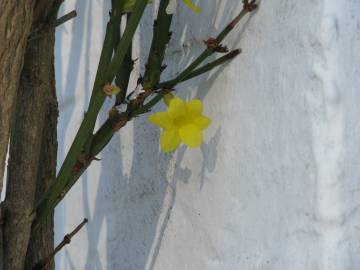 Fotografia da espécie Jasminum nudiflorum