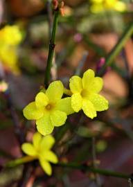 Fotografia da espécie Jasminum nudiflorum