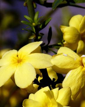 Fotografia 9 da espécie Jasminum nudiflorum no Jardim Botânico UTAD