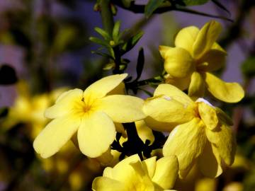 Fotografia da espécie Jasminum nudiflorum