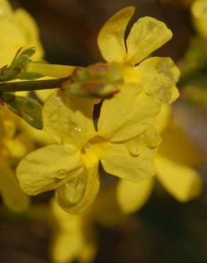 Fotografia 11 da espécie Jasminum nudiflorum no Jardim Botânico UTAD