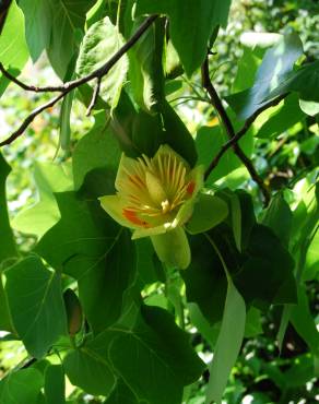 Fotografia 6 da espécie Liriodendron tulipifera no Jardim Botânico UTAD