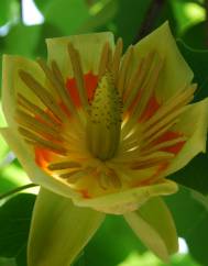 Liriodendron tulipifera