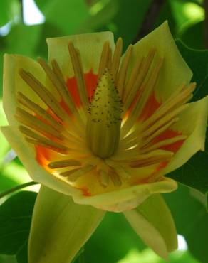 Fotografia 1 da espécie Liriodendron tulipifera no Jardim Botânico UTAD