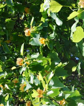 Fotografia 7 da espécie Liriodendron tulipifera no Jardim Botânico UTAD