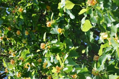 Fotografia da espécie Liriodendron tulipifera